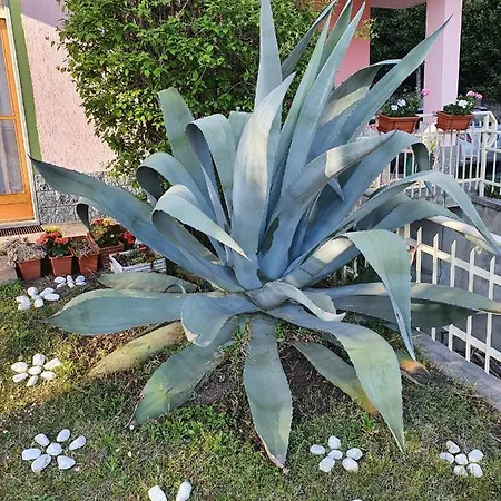 Apartment Fiori F - Monolocale *